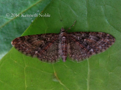 brindled pug (Eupithecia abbreviata) Kenneth Noble